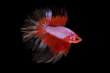 The moving moment beautiful of siam betta fish in thailand on black background. © Soonthorn