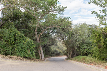 Fototapeta na wymiar Road at the Waterberg Plateau near Otjiwarongo