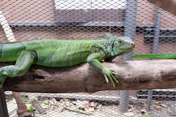 A iguana or green iguana in a cage
