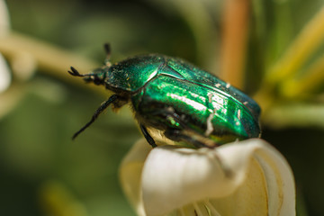 Green beetle sitting on a garden. A pretty  Rose chafer close up feeding on white flowers. Insect on flower, rose-beetle,rose-chafer,goldsmith beetle (Cetonia aurata).Selective focus blur background.