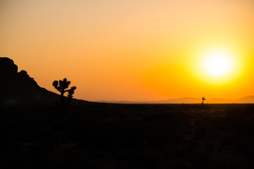 Mojave Desert Sunrise