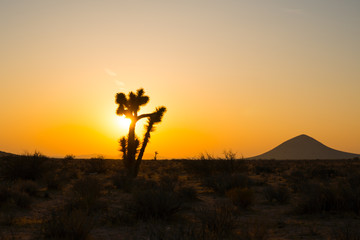 Mojave Desert Sunrise