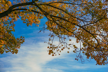 Goldener Herbst - Oktober 2017