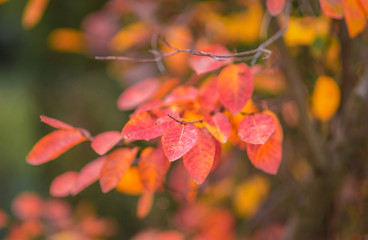 Red and yellow autumn leafs