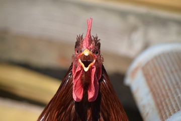 Angry Rooster/Cockerel © Steve