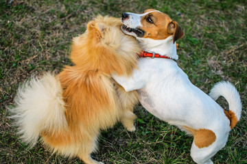 Close-up portrait of two small dogs Jack Russell Terrier and Spitz playing together in autumn park on green grass outdoor