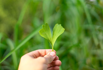 Hand holding up Ginkgo leaf in front of natural Background, health medicine 
