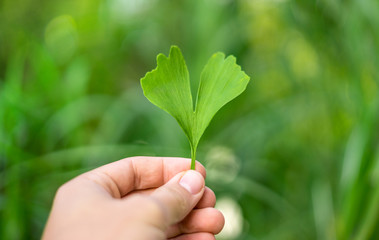 Hand holding up Ginkgo leaf in front of natural Background, health medicine 