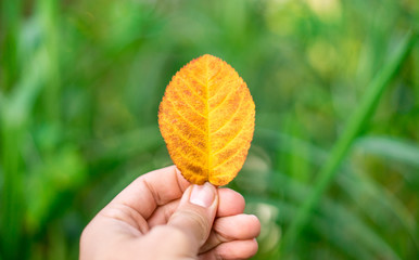 Hand holding up red and yellow autumn leaf, health healty doctor geriatrics