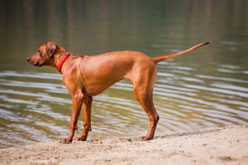 Rhodesian Ridgeback Outdoors