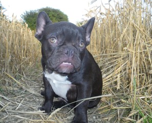 Guilty French Bulldog