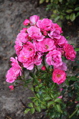 Beautiful pink rose in a garden