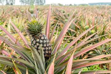 Pineapple tropical fruit growing in garden. pineapple on pineapple field.Farm agriculture concept.