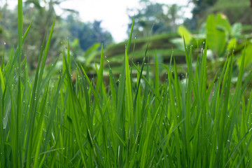 Morning dew on a rice field in Bali, Indonesia