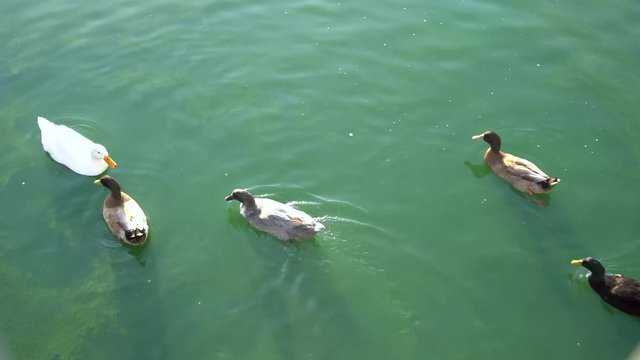 ducks