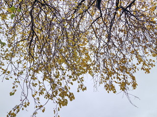 crown of an autumn tree with yellow leaves