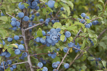 Prunus spinosa