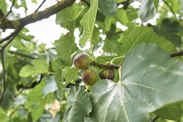 Ficus carica