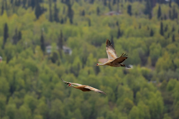 Sandhill Cranes in Flight