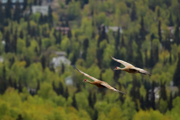 Sandhill Cranes in Flight