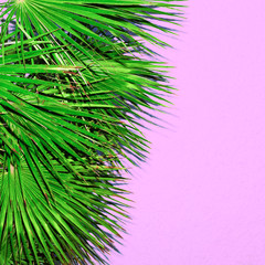 Palm tree on the pink. Minimal fashion design