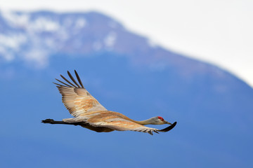 Sandhill Cranes in Flight