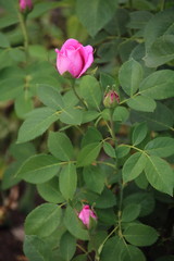 Beautiful pink rose in a garden
