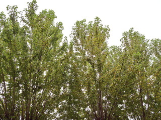 Fototapeta premium crowns of autumn poplars