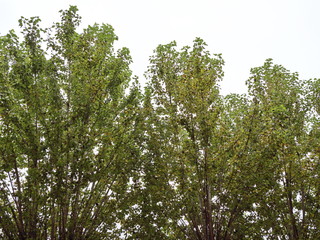 crowns of autumn poplars