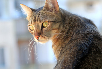 Портрет кошки на крыше 