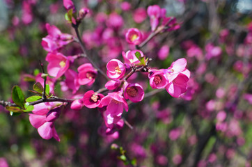 Pink spring flower in full bloom within nature garden.