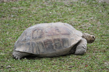 giant tortoise