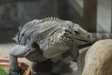 lizard