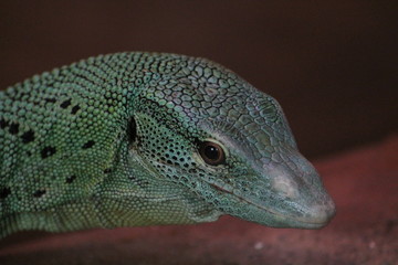 lizard