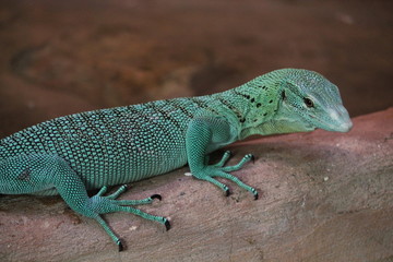 lizard