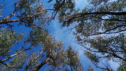 Fototapeta premium tall trees branches 