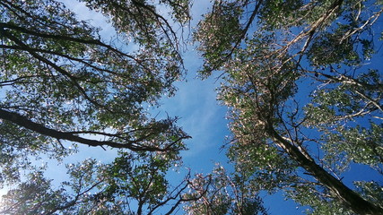 tall trees branches 