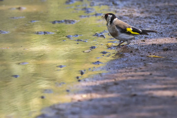 Stieglitz (Carduelis carduelis)