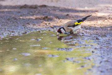 Stieglitz (Carduelis carduelis)