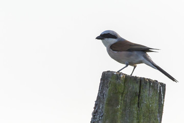 Neuntöter (Lanius collurio)