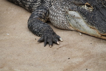 crododile
