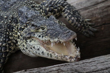 crododile