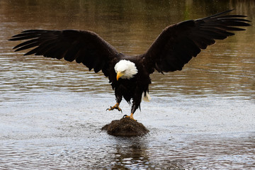 Bald Eagle Landing