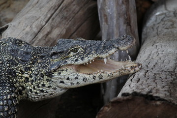 crododile