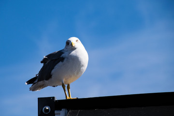 Seagull standing on a roof looking down at the camera