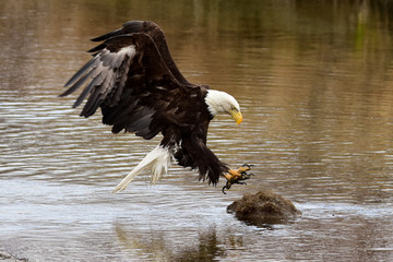 Bald Eagle Landing