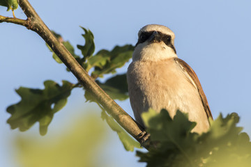 Neuntöter (Lanius collurio)