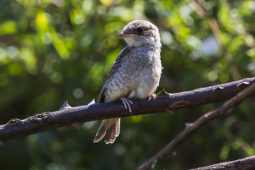 Neuntöter (Lanius collurio)