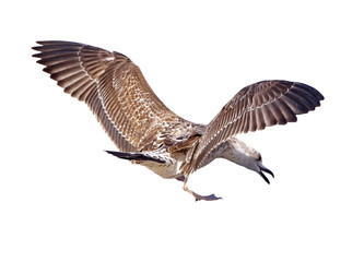 big Marine gull on white