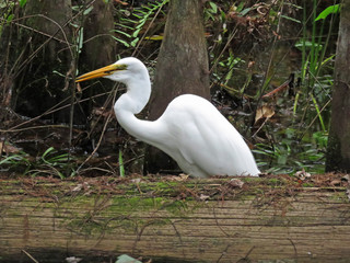 Great Egret Swallowing Food at Corkscrew Swamp Sanctuary Audubon Naples Florida